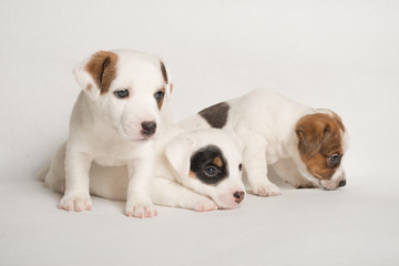 Puppies of jack russell terrier