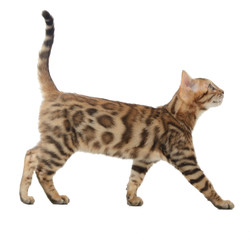 Side view of a bengal cat walking