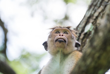 Toque macaque monkey sitting on a tree  in natural habitat in Sr