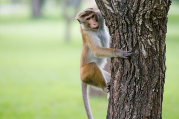 Toque macaque monkey climbing a tree  in natural habitat in Sri