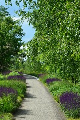 Fototapeta na wymiar Weg inmitten grüner Natur von Blumen gesäumt - Salbei blüht lila
