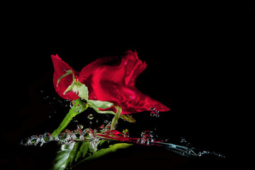 Red roses on the water surface blurred background