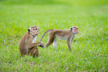 Toque macaque monkeys in a park in Sri Lanka