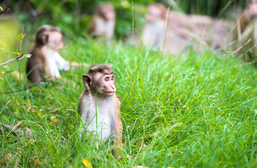 Obraz premium Toque macaque monkey babies in natural habitat in Sri Lanka