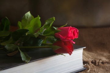 Still Life- rose on the book cover