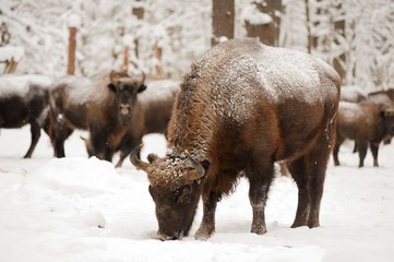 Mature male European bison in deep snow in Orlovskoye Polesie Na