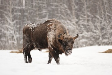 Mature male European bison in deep snow in Orlovskoye Polesie Na