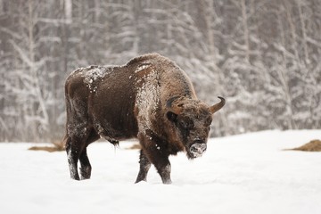 Mature male European bison in deep snow in Orlovskoye Polesie Na © alexeyborodin