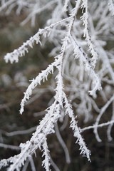 Eisast 
