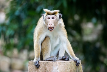 Angry toque macaque monkey in temple  in Sri Lanka