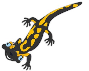 cheerful salamander