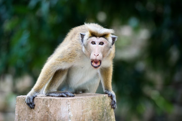 Angry toque macaque monkey in temple  in Sri Lanka