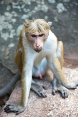 Toque macaque monkey sitting on a rock monument in temple in Sri