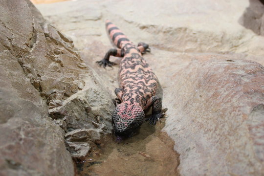 Gila-Krustenechse trinkt in einem Terrarium aus einer Wasserpf&uuml;tze