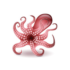 Fototapeta premium Octopus isolated on white vector