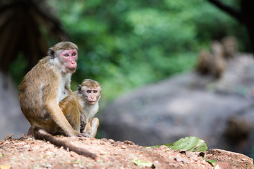Female toque macaque monkey with baby in natural habitat in Sri