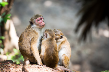 Female toque macaque monkey with babies in natural habitat in Sr