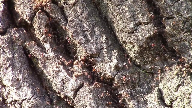 Tree bark close-up showing infestation with large number of voracious ants teeming on it's surface