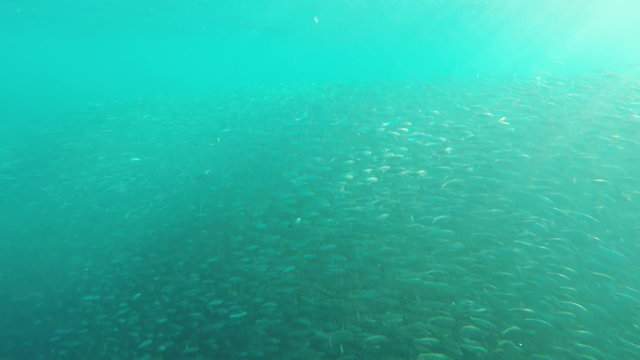 Shoal sea sardines in the blue water of the ocean.tropical underwater world.Diving and snorkeling in the tropical sea.Travel concept,Adventure concept.