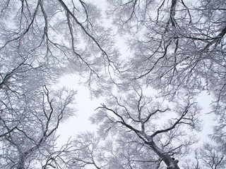 Hoar-frosted trees