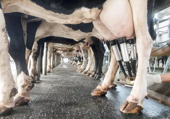 Schilderijen op glas rij koeien wordt gemolken © toa555