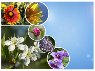 Collage flowerses on background blue sky