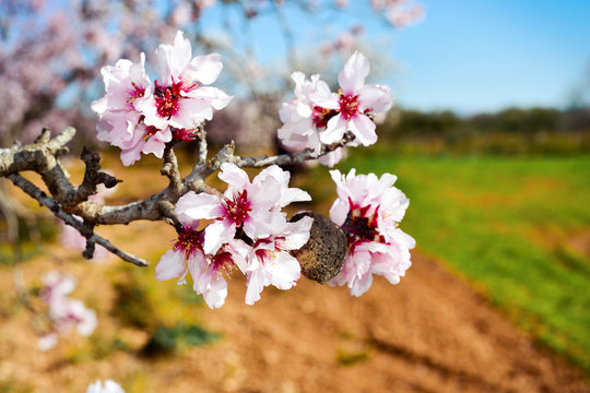 almond tree in full bloom
