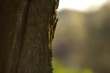 albero, corteccia, tronco, legno
