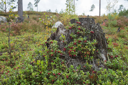 Cowberry, Vaccinium vitis-idaea sprigs with ripe cowberries