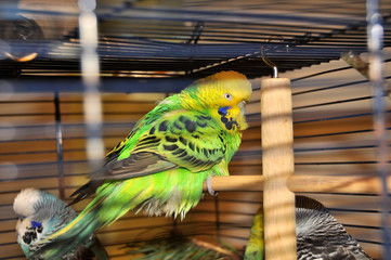 Obraz premium budgie