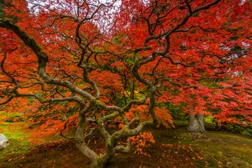 Store enrouleur  Maple tree, Japanese garden, Seattle  © khomlyak