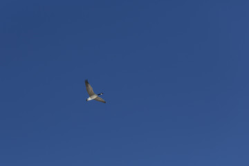 Canadian goose flying against blue sky