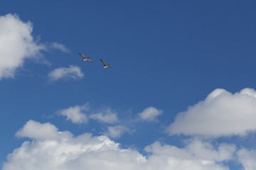 Fototapeta na wymiar Canadian geese flying against blue sky