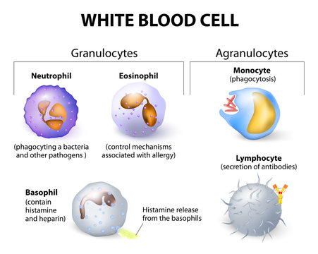 Types of white blood cells. Infographics.