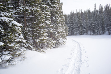 snow track