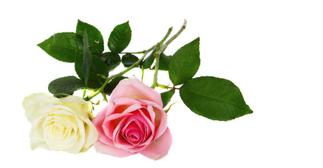 Pink and white  rose