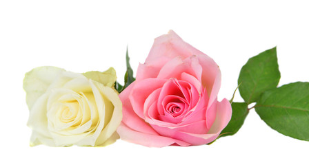 Obraz premium Pink and white rose