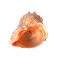 Sea shell