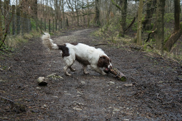 Springer spaniel playing with stick