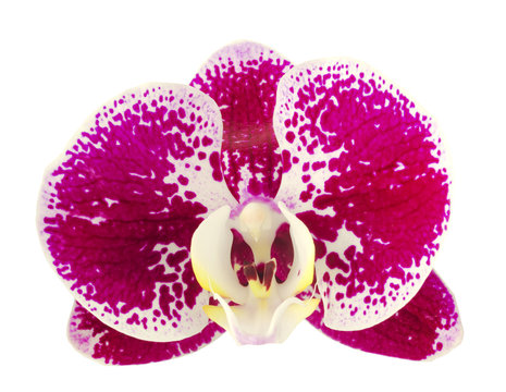 Fototapeta Pink streaked orchid flower, isolated