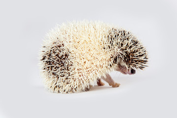 Side View of Hedgehog