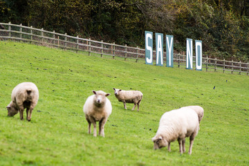 Say No sign with sheep. A sign protesting plans to build a park and ride facility on green land
