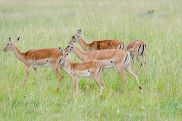 impala