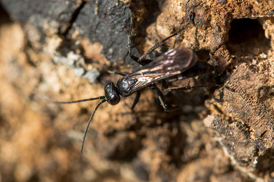 Anoplius nigerrimus spider-hunting wasp hunting. A black predatory wasp hunting amongst wood

