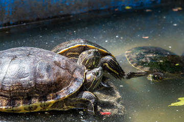 big florida turtle detail in water