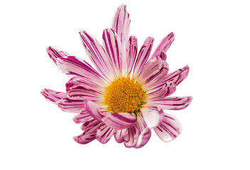 chrysanthemum flower isolated