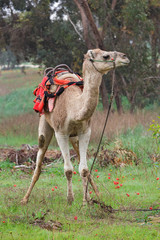 camel on a background of red anemones