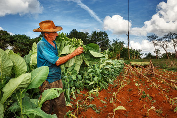 Cuba, Viñales, Farmer Harvesting Tobacco
