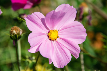 Obraz premium Pink flowers in a garden
