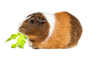 Guinea Pig Eating Celery